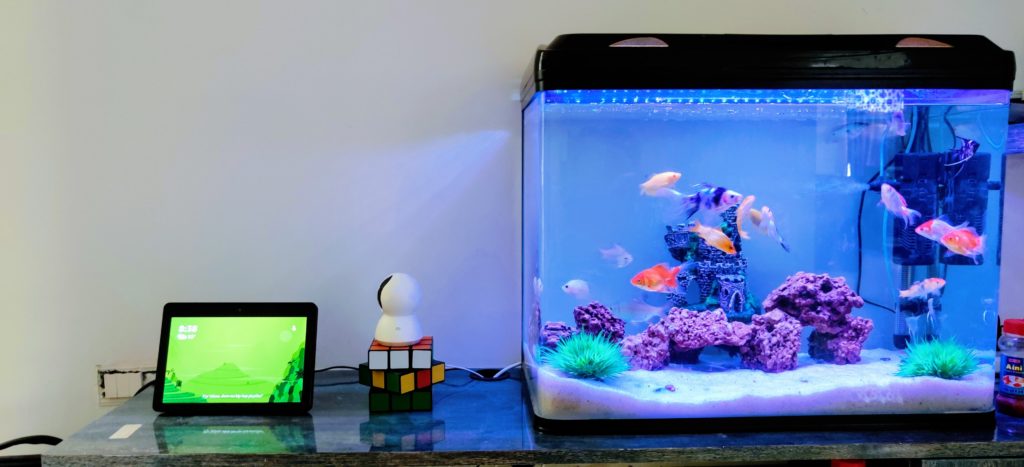 Fish aquarium